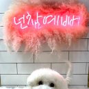 조이 애견 유치원 이미지