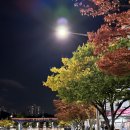 104 | 2025 태양의서커스 쿠자 서울 공연 후기(104구역 D열 시야, 자리 추천)