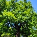 말하는 은행나무 이미지