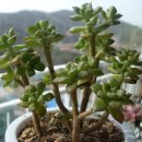 통통이네 이미지