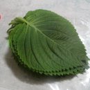 민기네야채