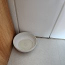 솜마-가 | 경주솜마애견풀빌라/내돈내산/경주애견동반펜션