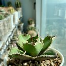 백경농장 이미지