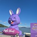 보랏빛향기 | [퍼플섬 애견동반여행 후기] 보랏빛 향기 가득한 퍼플교 산책길, 강아지랑 힐링 뚜벅여행 💜