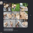 멍린이집 | 댕스미스🐶, 대구 북구 1일1산책 해주는 특별한 애견 유치원 [7월 후기]