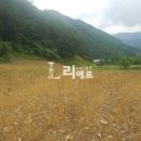 하이원랜드 이미지