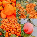 김정자농장 이미지