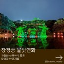 당지 | 창경궁 야간개장 물빛연화 전체상영 관람후기 (예약X, 대춘당지 상영 일시중단 관련)