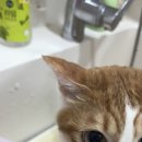 이쁘면다냥 이미지