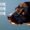 한국조에티스 주식회사 이미지