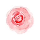 서천 장미공원 이미지