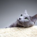 이프동물의료센터 이미지