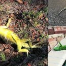 이구아나 이미지