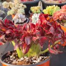 아주-0035 이미지