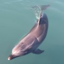 돌고래 이미지