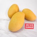 과일마트 | 쿠알라룸푸르 NSK마트 후기｜과일·야채 직접 사보니 이 정도? 수박, 망고 가격 실화? 실제 영수증 공개