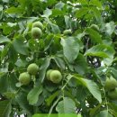 곡성-185 이미지