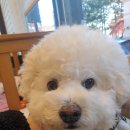 믿음 Dental 이미지