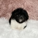 파평켄넬 이미지