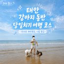 [충청도 태안] 강아지 동반 당일치기 여행코스 추천 | 만리포해수욕장·애견동반식당 너울횟집 후기