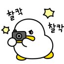 히랑피랑 이미지