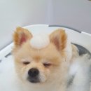 안다펫살롱 이미지