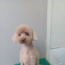 견생스타일 이미지