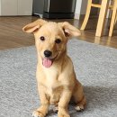 개구쟁이 이미지