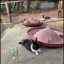 송림펜션 | 충주펜션 송림농원펜션 후기 수안보에서 힐링 가족·단체 여행에 딱 좋은 곳