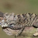 이구아나 이미지