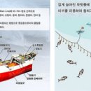 참치가 이미지