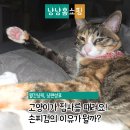 손톱세운고양이 | 고양이가 집사를 때려요 이유가 뭘까? 경고 vs 그루밍