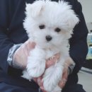 더독스 미니 이미지