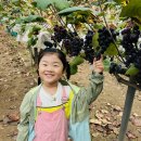 [현장학습] 🍇🌾포도 농장에 방문해요(강수지- 보라빛 향기🎥) 이미지