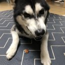 이츠펫 본점 이미지