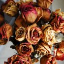 힐링 플라워테라피 이미지