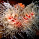 바다로일이오 이미지