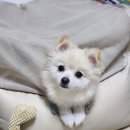 카방