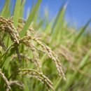 고살메갈꽃체험마을 이미지