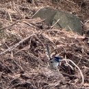 새들가든 | 타즈매니아 호바트 여행 로얄 보타닉 가든 방문 후기
