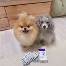 무등실버메디플러스 | 강아지 눈물 자국은 메디바우 아이케어 플러스로 제거해요