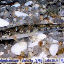 어류도감 이미지