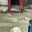제주 생갈비 네이버블로그