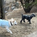 바닐라브릭 이미지