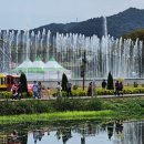 장성황룡강노란꽃잔치 축제장4 | 송가인이 출연하는 2025년 장성황룡강 가을꽃축제