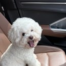 쉼터가즈아 | 계곡애견쉼터 / 애견동반계곡식당, 애견동반계곡, 서울근교계곡, 가평계곡, 계곡백숙