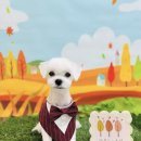 눈부시개 이미지