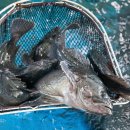 맛수러움 이미지