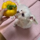 토이포이 | 74.너에게 주고싶은 세가지 (6.22~6.25)