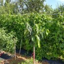 여주-0049 이미지